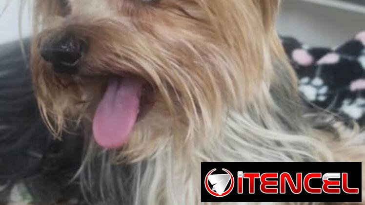 YORKY,machos,en 250 USD o equivalente(ACEPTO TRANSFERENCIA)TENGO MENSAJERÍA,tienen 55 días y están desparacitados.