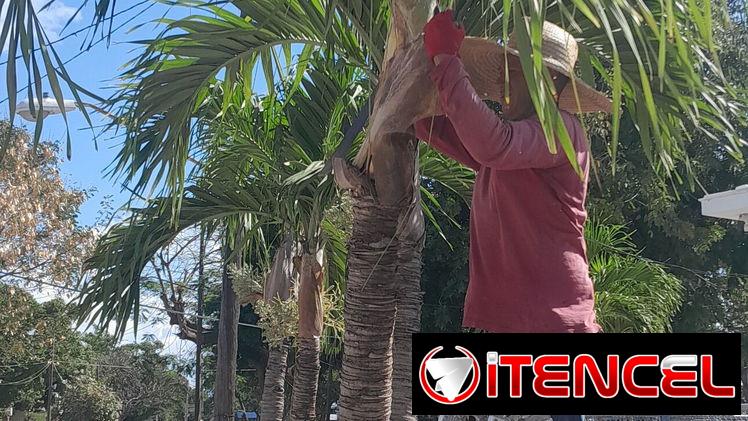 jardinería y Servicio de limpieza de exteriores