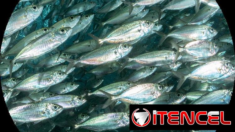 Sardina de ley pescado fresco $400 Lb Lea todo el anuncio antes de contactar 55665753