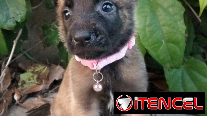 PASTOR MALINOIS,machos en 250 y hembras en 300 USD o equivalente,TENGO MENSAJERÍA,42 días,desparacitados,historia clínic