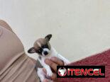 Si buscas calidad y compañía no dudes en llamar al 53818081