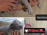 AMERICAN BULLY POCKET CON BUENA GENÉTICA