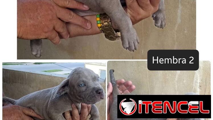 AMERICAN BULLY POCKET CON BUENA GENÉTICA