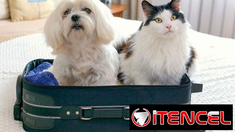¿Deseas Transportar tu mascota desde Cuba a España y Europa?✈️🐾 ¡Únete a nuestra Comunidad y descubre cómo hacerlo!