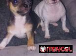 VARIEDAD DE PERROS PURA RAZAS CHIHUAHUAS SALCHICHAS SHITZHU …
