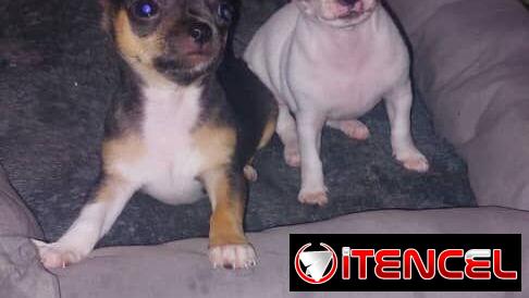 VARIEDAD DE PERROS PURA RAZAS CHIHUAHUAS SALCHICHAS SHITZHU …