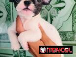 🐾Hermosas Bulldogs🐮Francés🇫🇷Hembritas 🌸