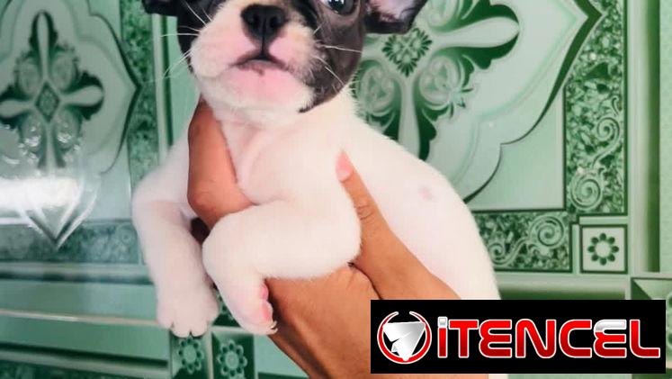 🐾Hermosas Bulldogs🐮Francés🇫🇷Hembritas 🌸