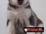 HUSKY SIBERIANO,hembra,en 200 USD o equivalente,TENGO MENSAJERÍA,de 65 días y desparacitada,entrega con historia clínica