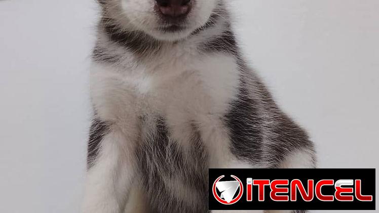 HUSKY SIBERIANO,hembra,en 200 USD o equivalente,TENGO MENSAJERÍA,de 65 días y desparacitada,entrega con historia clínica