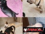 ((( CHIHUAHUAS PARA TODOS LOS GUSTOS PELO LARGO Y PELO CORTO BETTY MASCOTAS WHATSAPP 52506841 )))