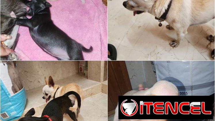 ((( CHIHUAHUAS PARA TODOS LOS GUSTOS PELO LARGO Y PELO CORTO BETTY MASCOTAS WHATSAPP 52506841 )))