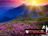 Smart Tv 50″ Insignia Class F50 Series LED 4K UHD y una Cajita Atec
