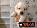 LABRADORES,hembras,en 150 USD o equivalente(ACEPTO TRANSFERENCIA)TENGO MENSAJERÍA,tienen 20 días y están desparacitada.
