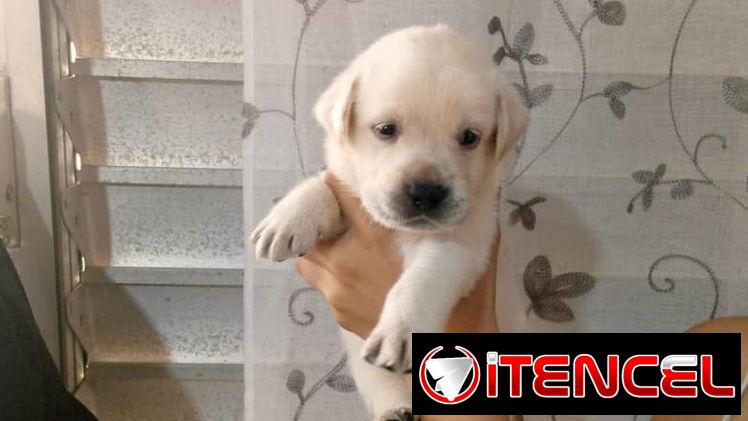 LABRADORES,hembras,en 150 USD o equivalente(ACEPTO TRANSFERENCIA)TENGO MENSAJERÍA,tienen 20 días y están desparacitada.