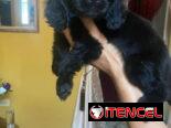 Hermosos cachorros de cocker Spaniel ambos sexos