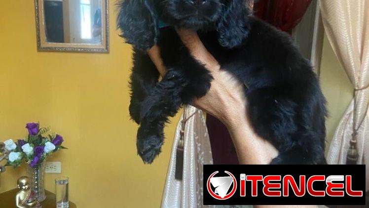 Hermosos cachorros de cocker Spaniel ambos sexos