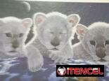 Rompecabezas