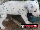 Perros de puras razas