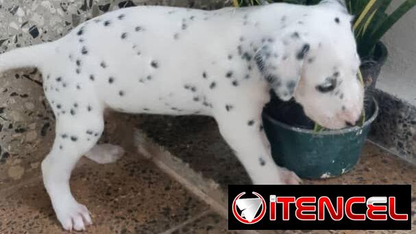 Perros de puras razas