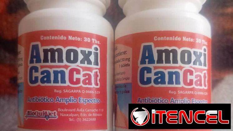 Amoxicilina
