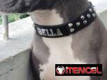 Cachorros Pitbull 45 días , desparasitados
