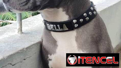 Cachorros Pitbull 45 días , desparasitados