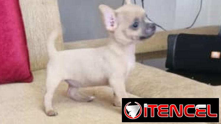 SHIHUAHUA hembra,en 280 USD o equivalente(ACEPTO TRANSFERENCIA)TENGO MENSAJERÍA,tiene 65 días y está desparacitada