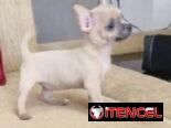 CHIHUAHUA,hembra,en 280 USD o equivalente(ACEPTO TRANSFERENCIA)TENGO MENSAJERÍA,tiene 65 días y está desparacitada