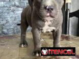 AMÉRICAN BULLY XL,ambos sexos,en 700 USD o equivalente,TENGO MENSAJERÍA,tienen 55 días y están desparacitados.
