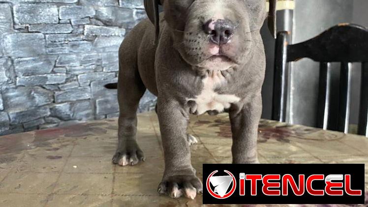 AMÉRICAN BULLY XL,ambos sexos,en 700 USD o equivalente,TENGO MENSAJERÍA,tienen 55 días y están desparacitados.