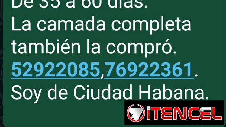 COMPRO HUSKY SIBERIANO Y LOS BUSCO,de 80 a 100 USD,de 35 a 60 días,(la camada completa también la compró)