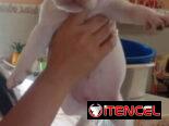 PITBULL,machos,en 150 USD o equivalente(ACEPTO TRANSFERENCIA)TENGO MENSAJERÍA,tienen 45 días y están desparacitados