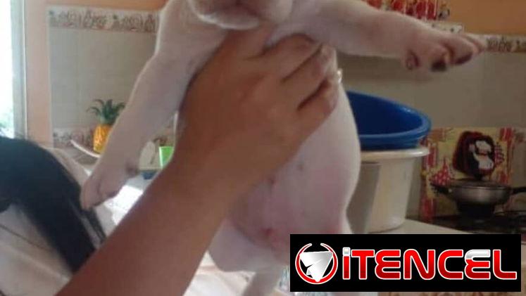 PITBULL,machos,en 150 USD o equivalente(ACEPTO TRANSFERENCIA)TENGO MENSAJERÍA,tienen 45 días y están desparacitados