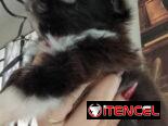 (((PEQUINÉS MACHITO WhatsApp 58746643 ))))))