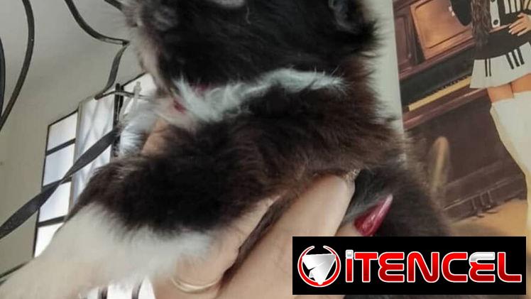 (((PEQUINÉS MACHITO WhatsApp 58746643 ))))))