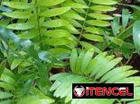 Plantas ornamentales de todo tipo