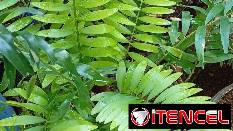 Plantas ornamentales de todo tipo