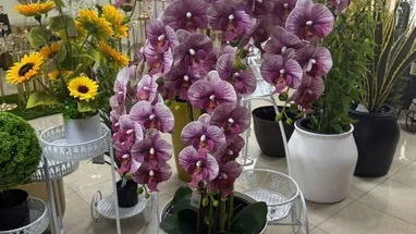 Orquídeas Grandes con Búcaro Blanco