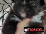 (((PEQUINÉS MACHITO WhatsApp 58746643 ))))))