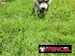 Se vende Husky Siberiano