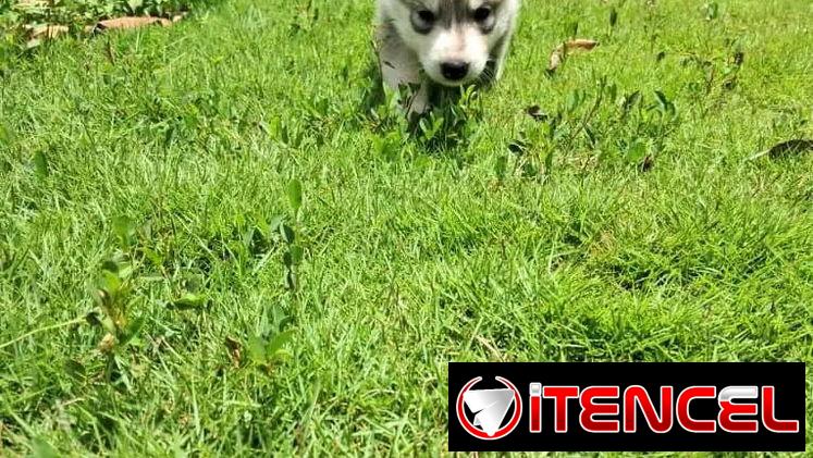 Se vende Husky Siberiano