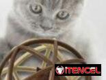 Juguetes para mascotas