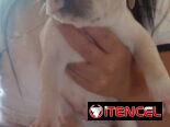 PITBULL,machos,en 150 USD o equivalente(ACEPTO TRANSFERENCIA)TENGO MENSAJERÍA,tienen 45 días y están desparacitados