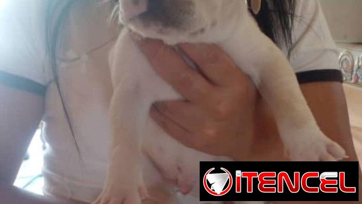 PITBULL,machos,en 150 USD o equivalente(ACEPTO TRANSFERENCIA)TENGO MENSAJERÍA,tienen 45 días y están desparacitados
