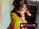 Chihuahuas