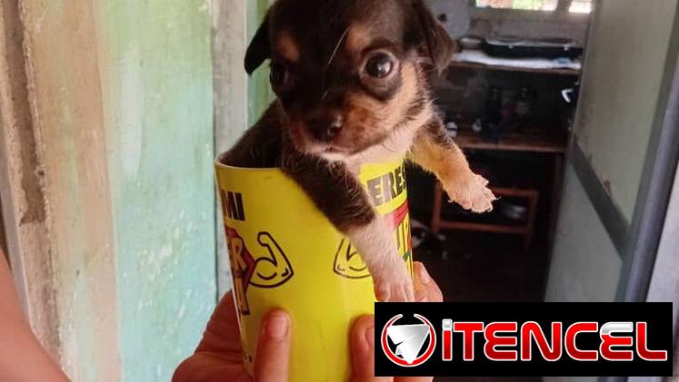 Chihuahuas