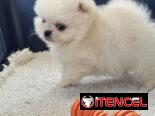 CACHORRO DE RAZA POMERANIA 🐻 🐻🐻