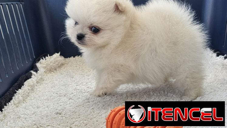 CACHORRO DE RAZA POMERANIA 🐻 🐻🐻