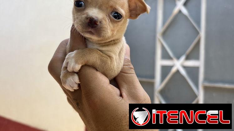 Chihuahua hembra mini cabeza de manzana legítima